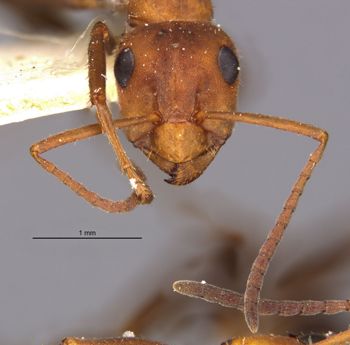 Media type: image;   Entomology 8884 Aspect: hefa
